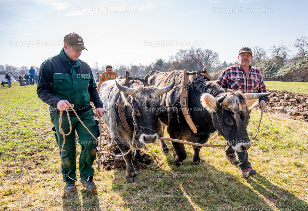 Lauresham_22_DSC_5146 | ble, Lauresham, Saisoneröffnung,das Ochsengepann Ben und Bubi bei der Feldarbeit, am Pflug Markus Windrich, ( hinten)  Maximilian Bauer (links) Gerhard Döring (rechts),  ,, Bild: Thomas Neu