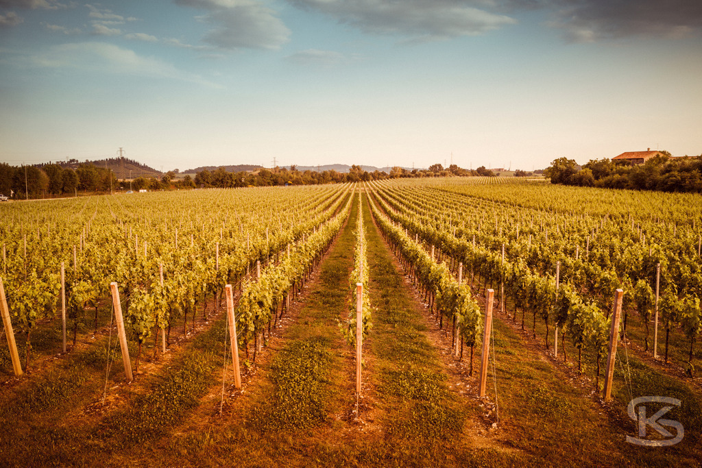 Idyllische Weinberge in der Region Bardolino, Italien | Tauchen Sie ein in die idyllische Landschaft der Weinregion Bardolino, mit weiten Reihen von grünen Weinreben im Vordergrund. Das Bild fängt die malerische Hügellandschaft, Zypressen und die warme Stimmung der italienischen Region ein. - Realisiert mit Pictrs.com