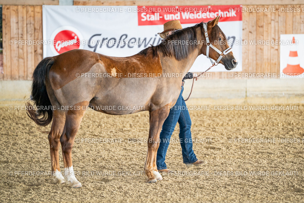 DSC07452 | Pferdegrafie