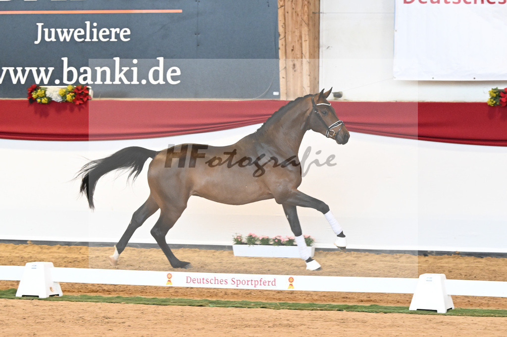 Kat-Nr. 55 Va Bene x Goldberg_Kuntz_43230574 | hf-fotografie - Realisiert mit Pictrs.com