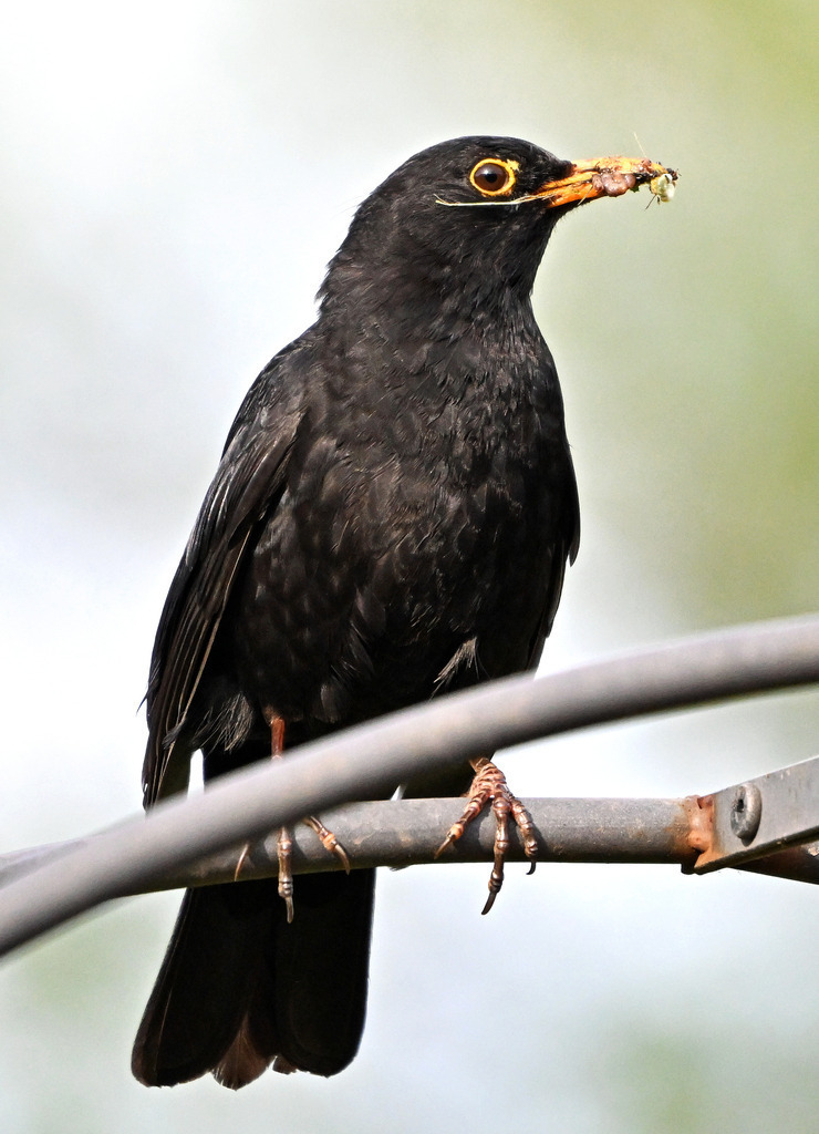 Amsel02h | lucisnaturbilder - Realisiert mit Pictrs.com