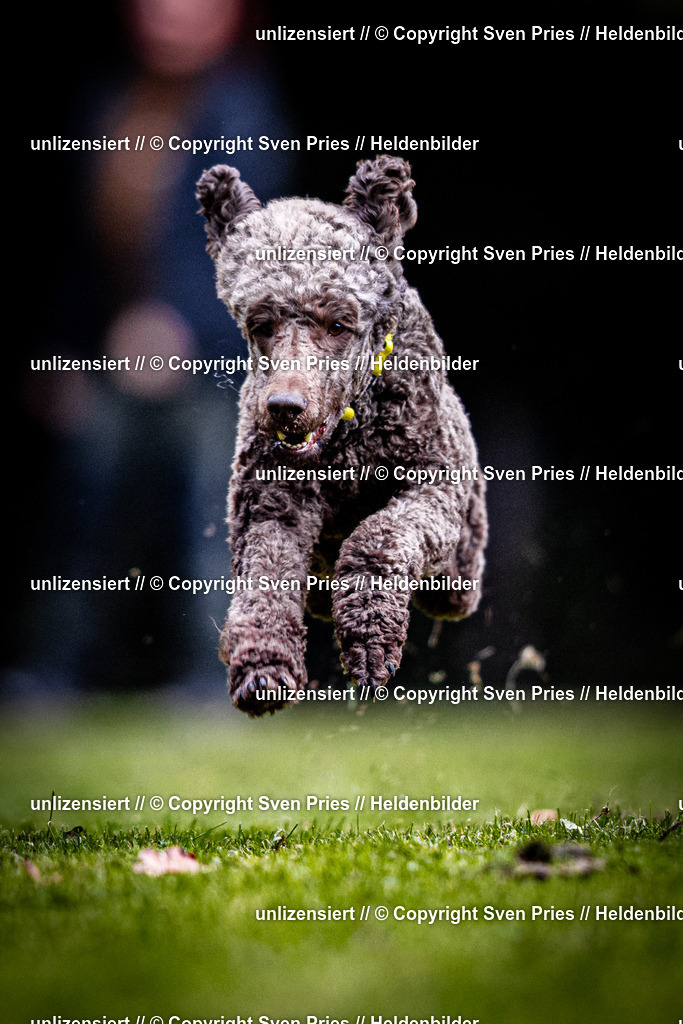 Sven Pries | 2025-10-03 - Hunderennen Obergrombach - Realisiert mit Pictrs.com