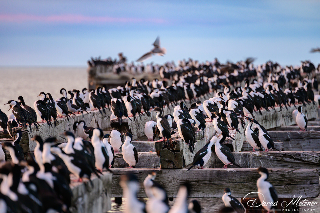 Punta Arenas | Punta Arenas