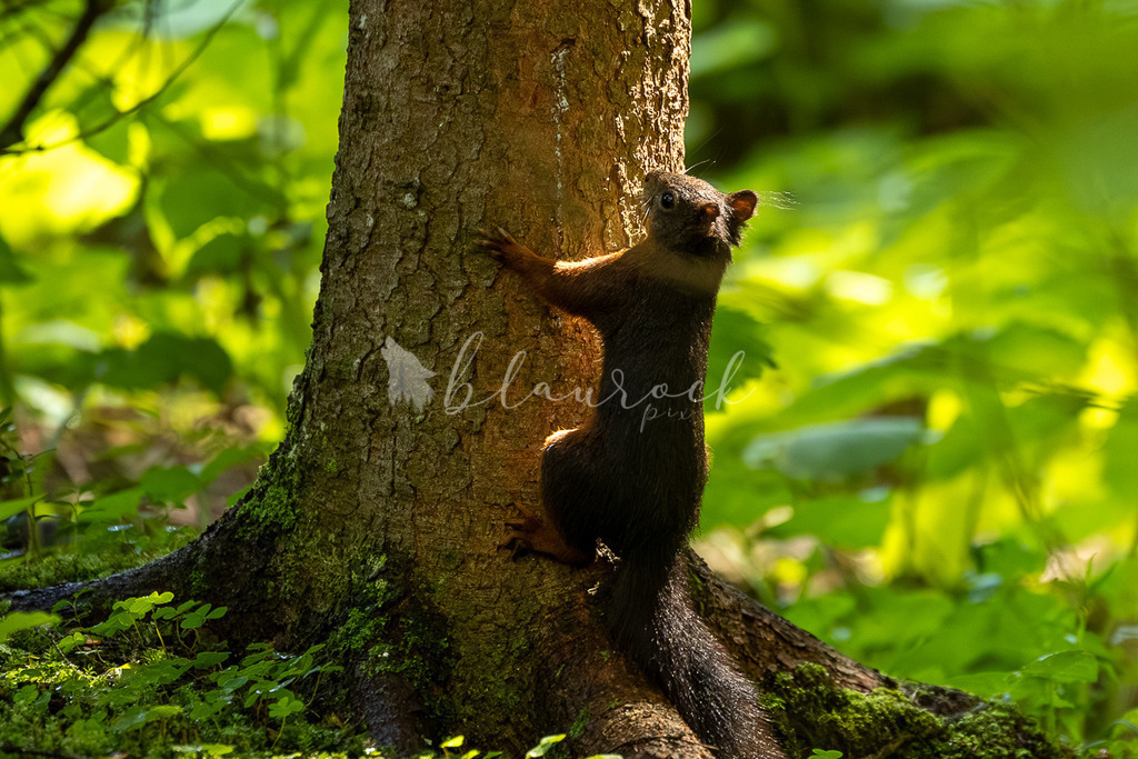 _01A5892 | Sportbilder, Sportfotograf, Hochzeits- und Eventfotografin, Flugshows, Portraits und Tiershooting, Aviation, Downhill, Nationalleague, Swissleague, International