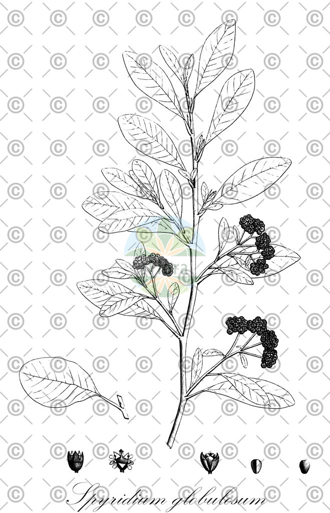 HistAbb_wfo-0001190568_1_ENZY_Simple | Historische Abbildung von Spyridium globulosum - Rhamnaceae | Historical Illustration of Spyridium globulosum - Rhamnaceae