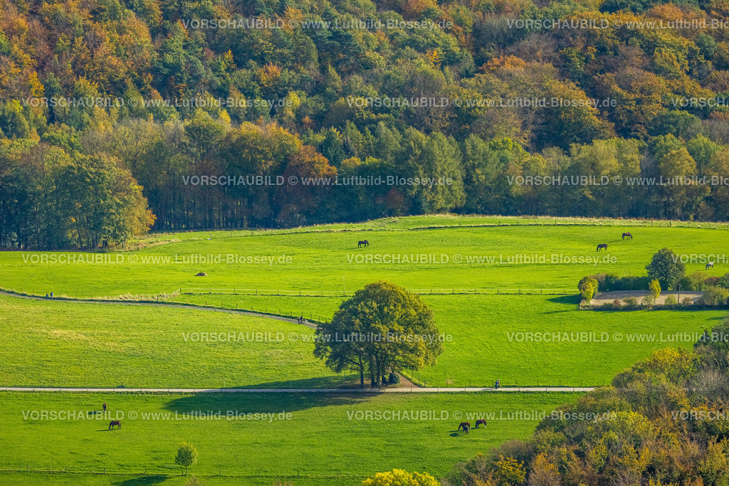 Hagen221017293 | Luftbild, Baum im Feld, Herbstwald, Pferde auf der Weide, Vorhalle, Hagen, Ruhrgebiet, Nordrhein-Westfalen, Deutschland