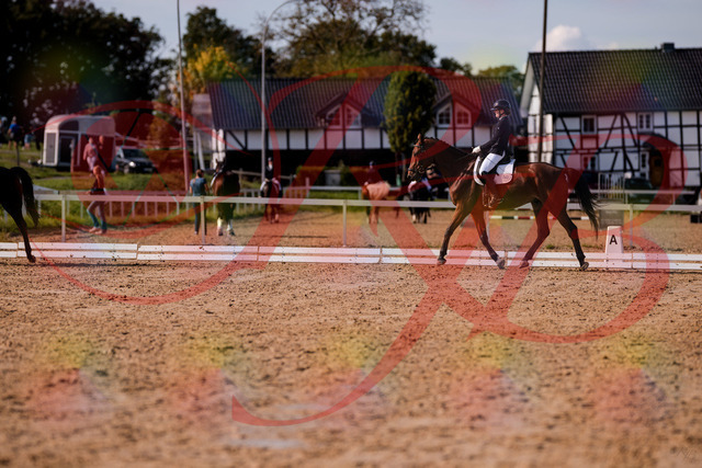 2026_10_03_Siefer-Hof_130852_Z81_62198360 | Professionelle Reitsport-, Turnier- und Eventfotografie von Robert Broda. Galerien mit ausgewählten und bearbeiteten Bildern direkt online ansehen und bestellen.