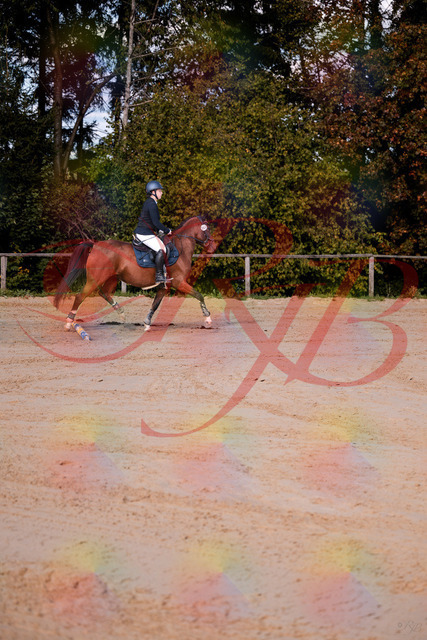 2026_10_03_Siefer-Hof_145628_Z81_37605837 | Professionelle Reitsport-, Turnier- und Eventfotografie von Robert Broda. Galerien mit ausgewählten und bearbeiteten Bildern direkt online ansehen und bestellen.