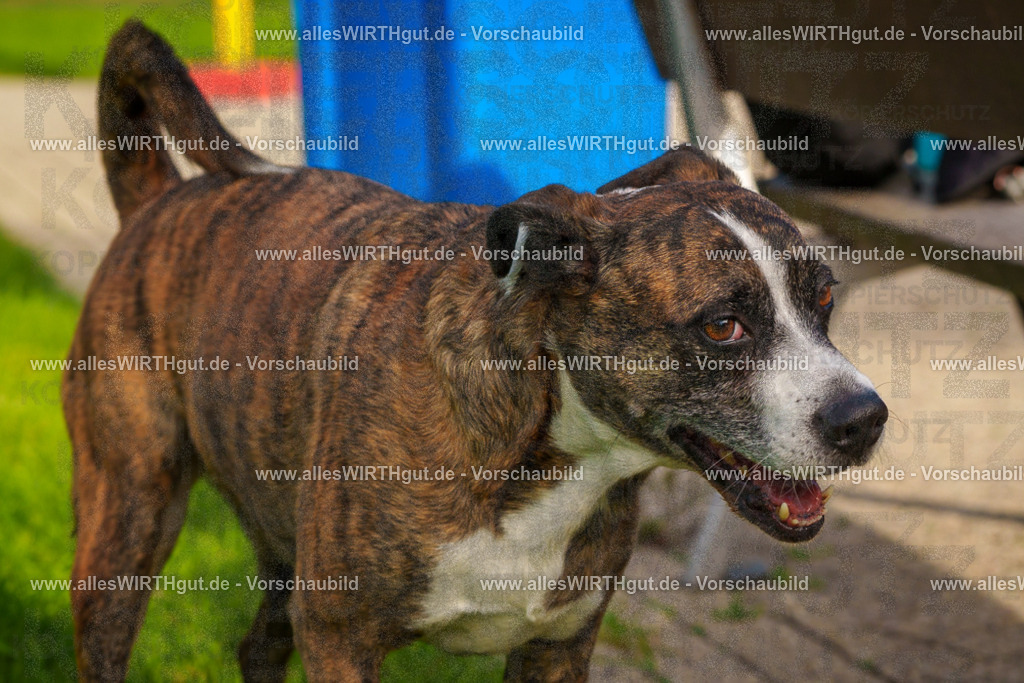 Hundeschwimmen_Grefrath_2026-allesWIRTHgut_Tierfotografie-15_27-FAY01305 | Professionelle Tierfotografie in Mönchengladbach von Daniel Wirth (allesWIRTHgut). Liebevolle & natürliche Bilder von Hunden & Katzen für unvergessliche Erinnerungen.