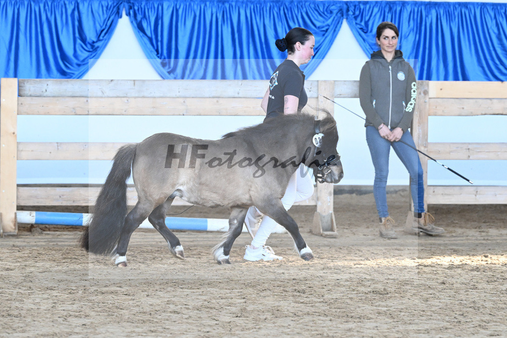 Kat-Nr. 20 Caruso vom Stegerhof v. Cartouch v h Druivnhof_Autenrieth_9260511 | hf-fotografie - Realisiert mit Pictrs.com