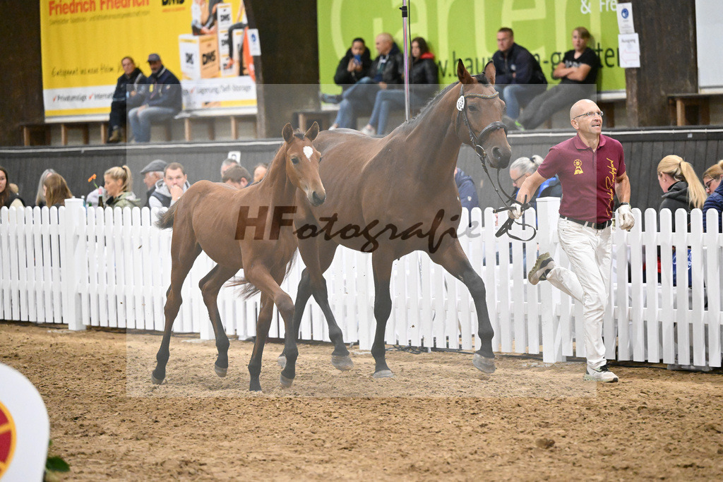Fohlenauktion Next Chance_49220680 | hf-fotografie - Realisiert mit Pictrs.com