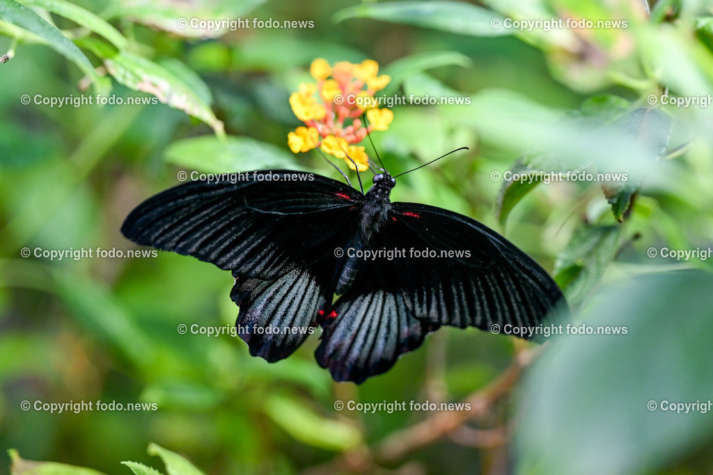 Botanischer Garten Linz_ Schmetterlinge_ Orchideen_ 21.01.2024-1 | 21.01.2024, Botanischer Garten Linz, AUT, Schmetterlinge, im Bild tropische Schmetterlinge, Schmetterling, Falter, Natur, Tiere, Blumen, Pflanzen, Insekten, Butterfly, Tropenhaus