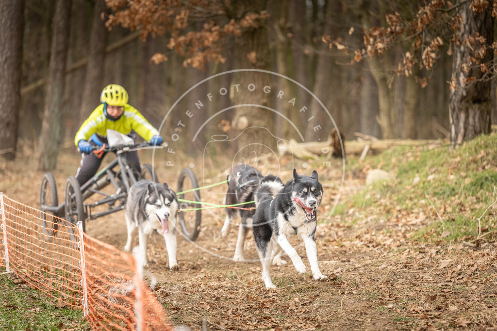 Pfotenfotografie_DV3A4864 | Hundefotografie, Tierfotograf, Pfotenfotografie, Fotoshooting Hund, Hunde Portrait, Hundesport, Hundeportraits, Heideshooting, Hunde, Sportfotograf, Hundefotograf, Turnierhundsport, THS,  - Realisiert mit Pictrs.com