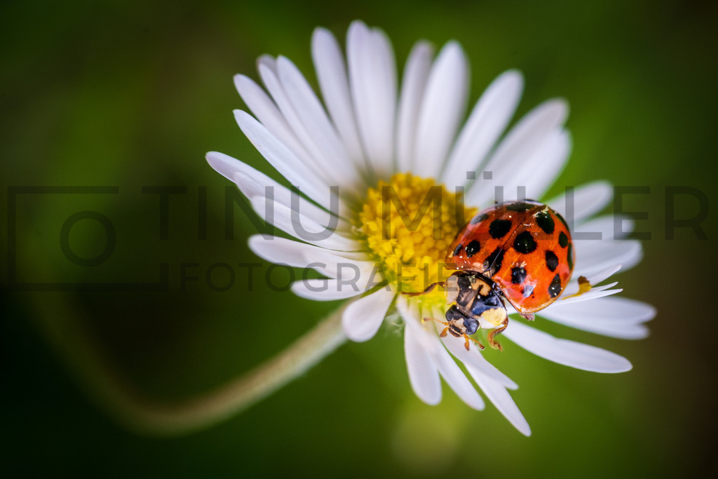 DSC07404 | Tinu Müller Fotografie- Bildershop - Realisiert mit Pictrs.com