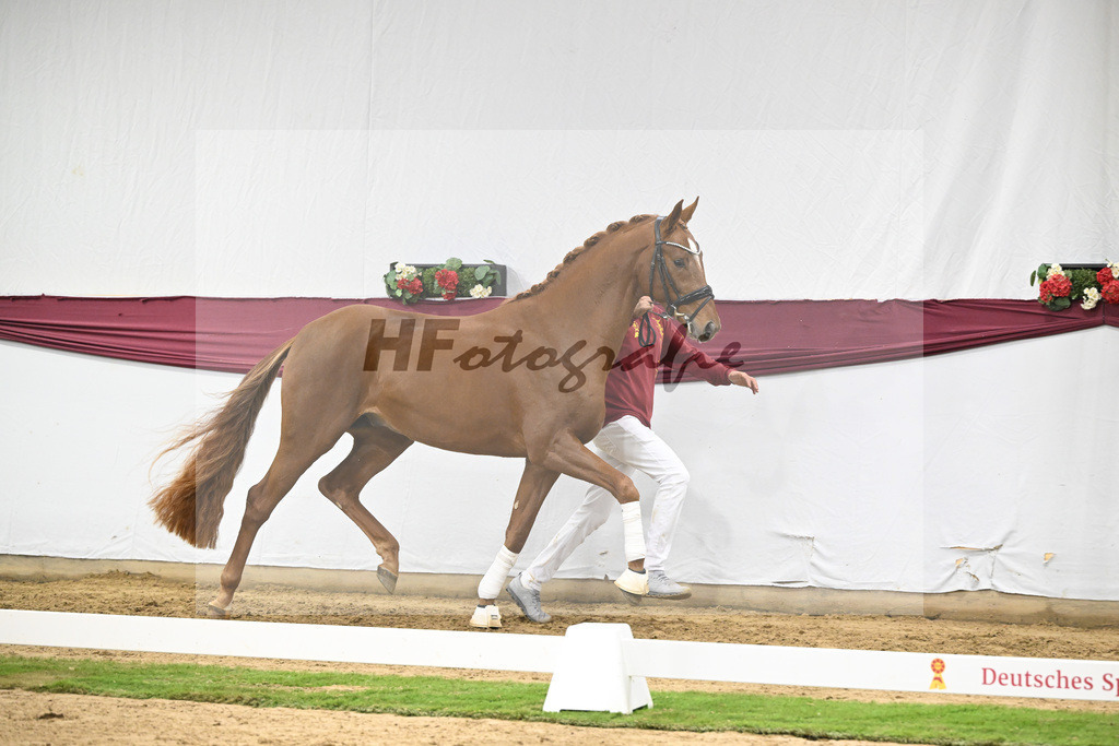 Kat-Nr. 132 Donier x Sir Alfred_Christian Kraus_47254447 | hf-fotografie - Realisiert mit Pictrs.com