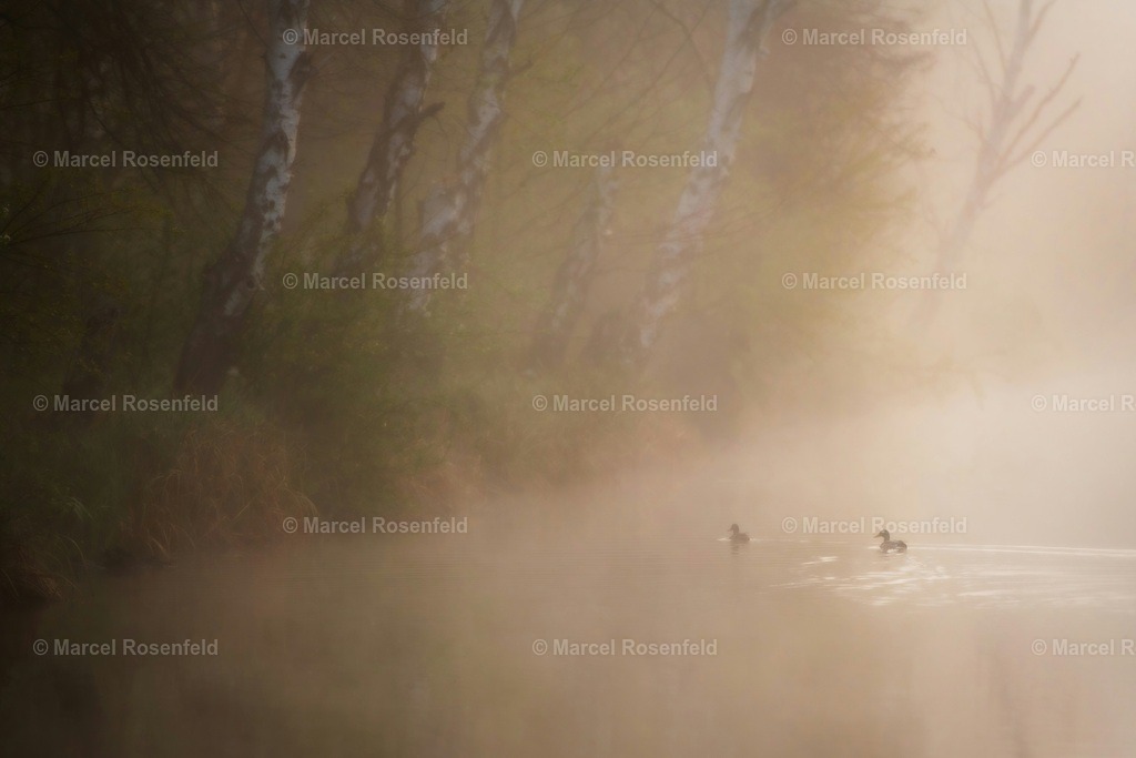 _DSC3055 | foto-rosenfeld