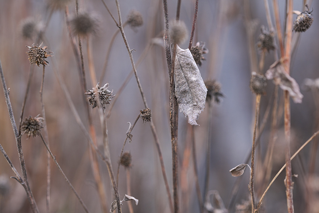 Graues Blatt | Im Herbst hält sich dieses graue Blatt an seinem Halm, verleiht dem Motiv eine ruhige, tiefsinnige Stimmung. — Auflösung des Originals: 8256 x 5504 px. - Realisiert mit Pictrs.com