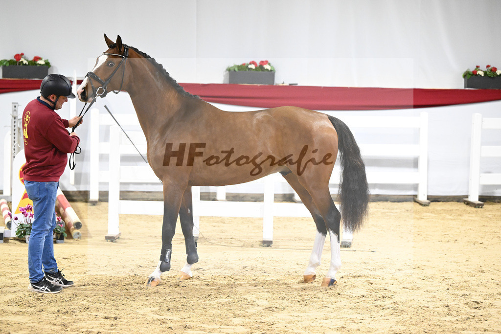 Kat-Nr. 27 v. Cornado I_Schulze-Averdiek_63220915 | hf-fotografie - Realisiert mit Pictrs.com