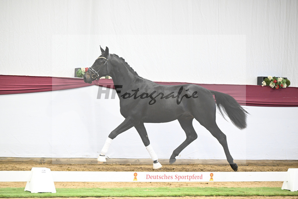 Kat-Nr. 23 Va Pensiero x De Niro_Christiane Schindele_47250722 | hf-fotografie - Realisiert mit Pictrs.com