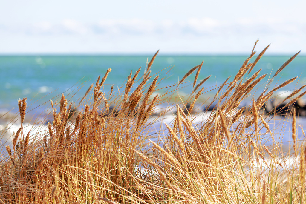 Wandbild: Küstengräser im Tanz mit der Meeresbrise | olen Sie sich die lebendige Frische der Ostsee direkt in Ihr Wohnzimmer. Dieses Wandbild fängt das Spiel des Windes in den goldenen Küstengräsern ein, während im Hintergrund die Brandung in sanftem Türkis leuchtet. Durch die gezielte Unschärfe des Meereshorizonts entsteht eine wunderbare räumliche Tiefe, die den Betrachter direkt an den Strand versetzt. Die Kombination aus warmen Naturtönen und klarem Blau schafft eine vitale und dennoch harmonische Atmosphäre – ein Stück echte Küsten-Natur für Ihr modernes Zuhause. - Realized with Pictrs.com