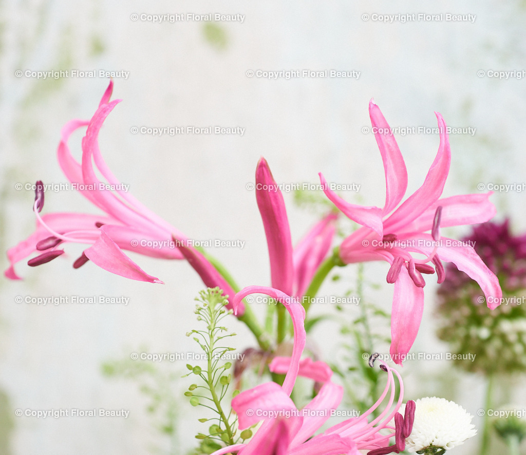 Pinker Blumenstrauß vor grün-weißer Wand | Nerine als Close up - Realisiert mit Pictrs.com