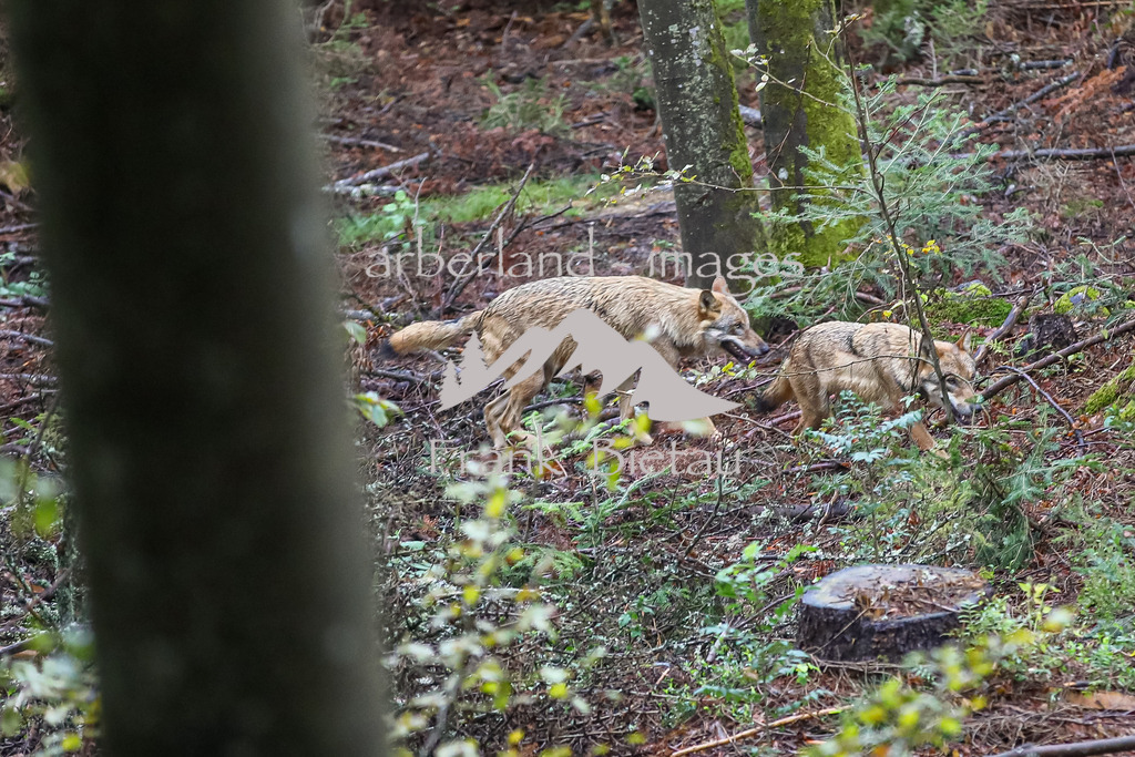 OE7A4115 | erstmalig Erkunden die 4 neuen Wölfe Ihr Gehege im Nat.Park Zentrum Falkenstein in Ludwigsthal