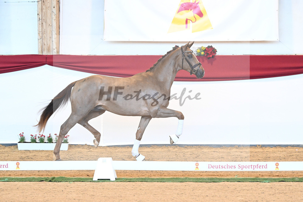 Kat-Nr. 18 D cinzano x Frenchman II_Heinrich_43230182 | hf-fotografie - Realisiert mit Pictrs.com