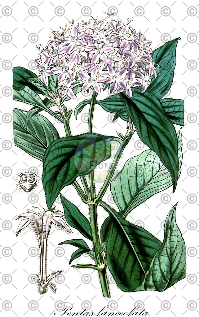 HistAbb_wfo-0000394526_1_ENZY_Simple | Historische Abbildung von Pentas lanceolata - Rubiaceae | Historical Illustration of Pentas lanceolata - Rubiaceae