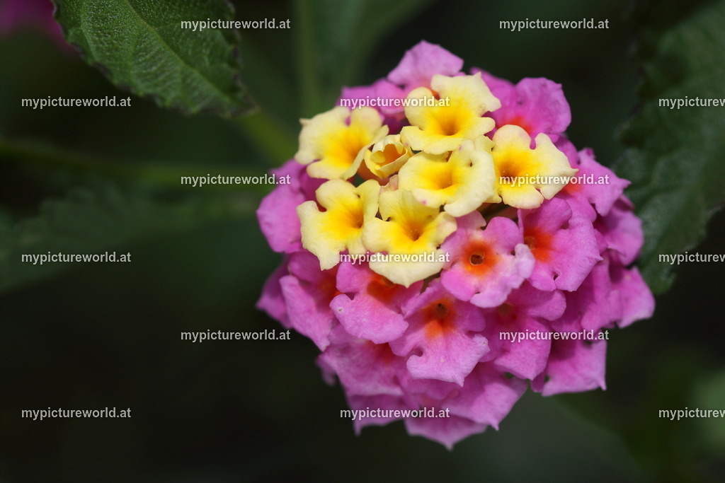 Wandelröschen-003 | Das Bilderarchiv über Tiere, Planzen und Landschaften. In der Bilddatenbank finden Sie ein große Auswahl an hochwertigen Bilder für Ihre Werbung - Realized with Pictrs.com