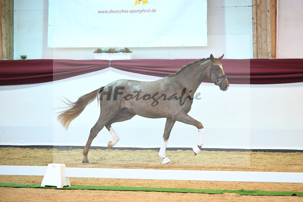 Kat-Nr. 4 v. Benicio_Galneder_66220022 | hf-fotografie - Realisiert mit Pictrs.com