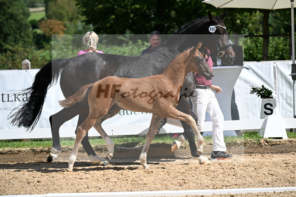 Kat-Nr. 9 Va Bene x Fidertanz_HF_Winklmaier_29251492 | hf-fotografie - Realizzato con Pictrs.com