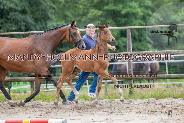 Hexenberg-235 | mandyhollmannphotographie
