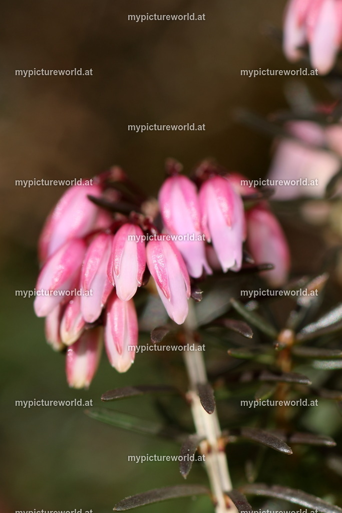 Schneeheide-012 | Das Bilderarchiv über Tiere, Planzen und Landschaften. In der Bilddatenbank finden Sie ein große Auswahl an hochwertigen Bilder für Ihre Werbung - Realisiert mit Pictrs.com
