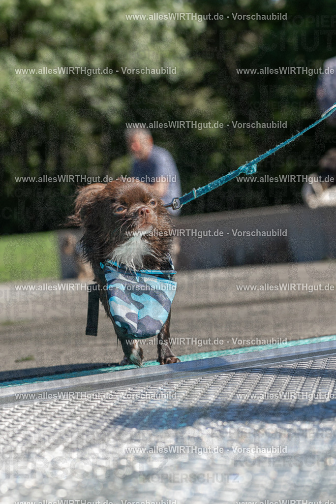 Hundeschwimmen_Volksbad_2026-allesWIRTHgut_Tierfotografie-2609061257-FAY06624 | Professionelle Tierfotografie in Mönchengladbach von Daniel Wirth (allesWIRTHgut). Liebevolle & natürliche Bilder von Hunden & Katzen für unvergessliche Erinnerungen.