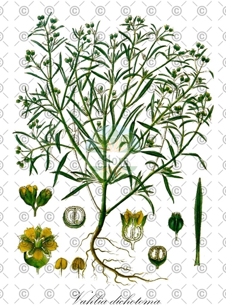 HistAbb_EMP_34768_SRC_Schlechtendal_FLORAD_SIMPLE | Historische Abbildung von Vahlia dichotoma - Vahliaceae | Historical Illustration of Vahlia dichotoma - Vahliaceae