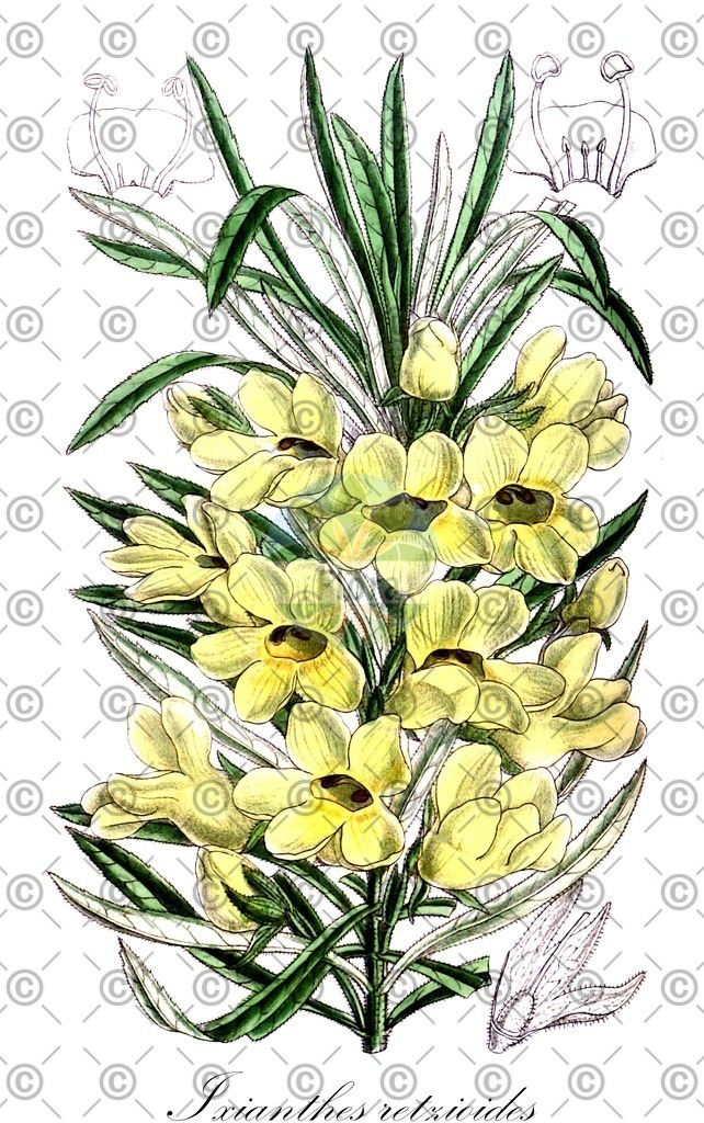 HistAbb_wfo-0000673337_1_ENZY_Simple | Historische Abbildung von Ixianthes retzioides - Stilbaceae | Historical Illustration of Ixianthes retzioides - Stilbaceae