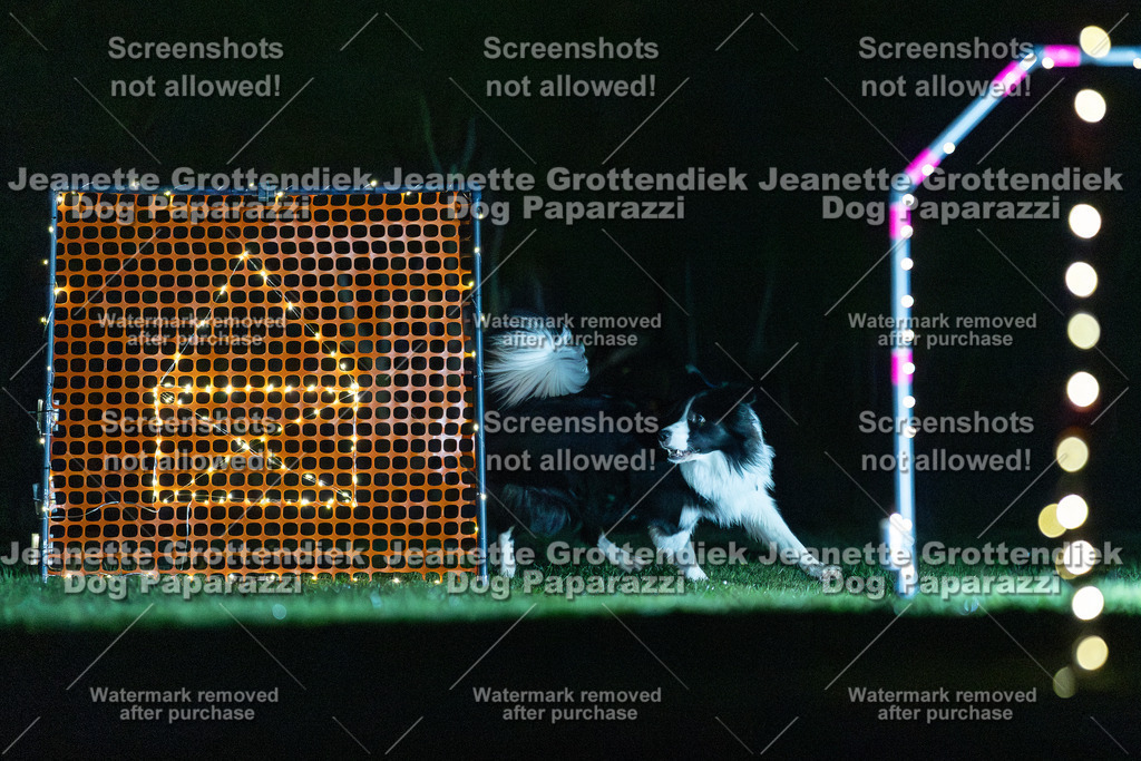 Dog Paparazzi - Hoopers  2025-3 | Dog Paparazzi Jeanette Grottendiek Fotografie & Videografie