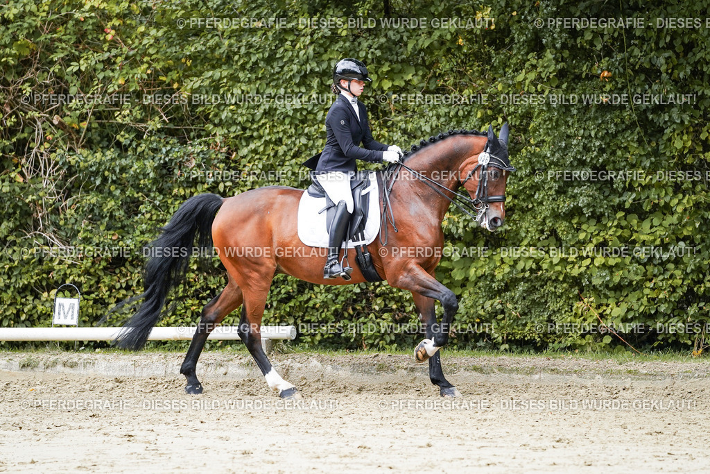 DSC07789 | Pferdegrafie