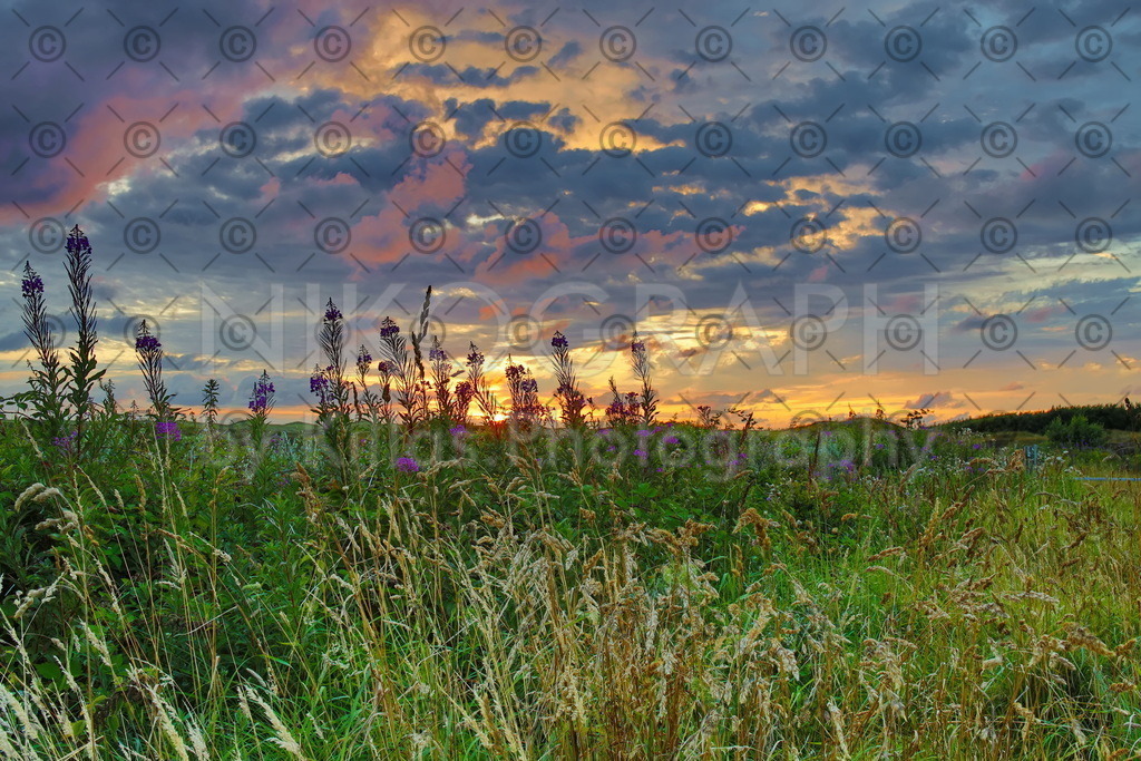 Dünenvegetation auf Texel | Die Dünenlandschaft der Nordseeinsel Texel unter dem Abendhimmel. Das satte Grün der Pflanzen bildet einen interessanten Kontrast zu dem abendlichen Himmel. Die untergehende Sonne lässt die Wolken im rötlich leuchten, während sie sich am Horizont in goldig-schimmernd verabschiedet. 

Das Motiv eignet sich gut als Wandbild zur Balkondekoration. Der Druck auf einer Aluminium-Verbundplatte bringt die nötige Langlebigkeit mit, damit das Bild auf dem Balkon oder der heimischen Terrasse etwas Urlaubsstimmung versprüht.