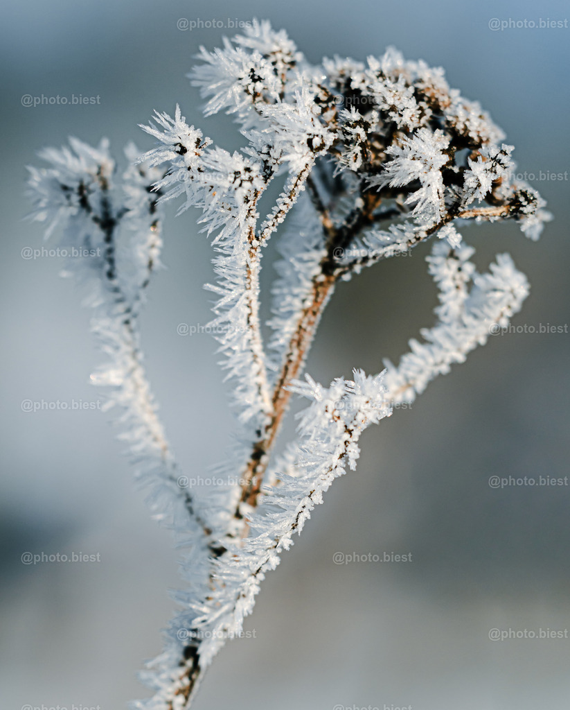 Gefroren | Gefrorene Pflanze am Wintermorgen. - Realisiert mit Pictrs.com