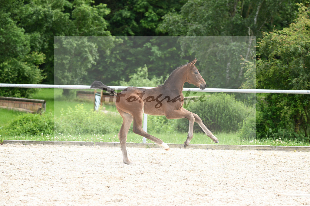 Va Bene x Fidertanz_HF_Koller_20240898 | hf-fotografie - Realizzato con Pictrs.com