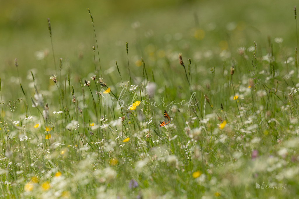 701A2565 | Sportbilder, Sportfotograf, Hochzeits- und Eventfotografin, Flugshows, Portraits und Tiershooting, Aviation, Downhill, Nationalleague, Swissleague, International