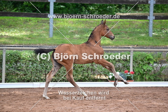 062_Diaron - Stalypso_Hartmut Bethge_868_4202 | Björn Schroeder Pferdefotografie