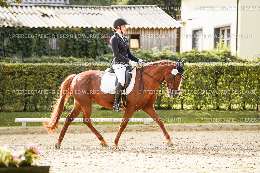 DSC00738 | Pferdegrafie