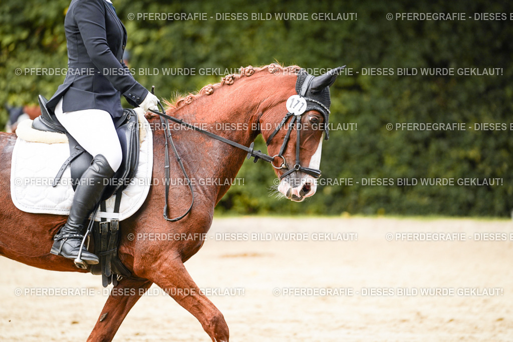 DSC03784 | Pferdegrafie