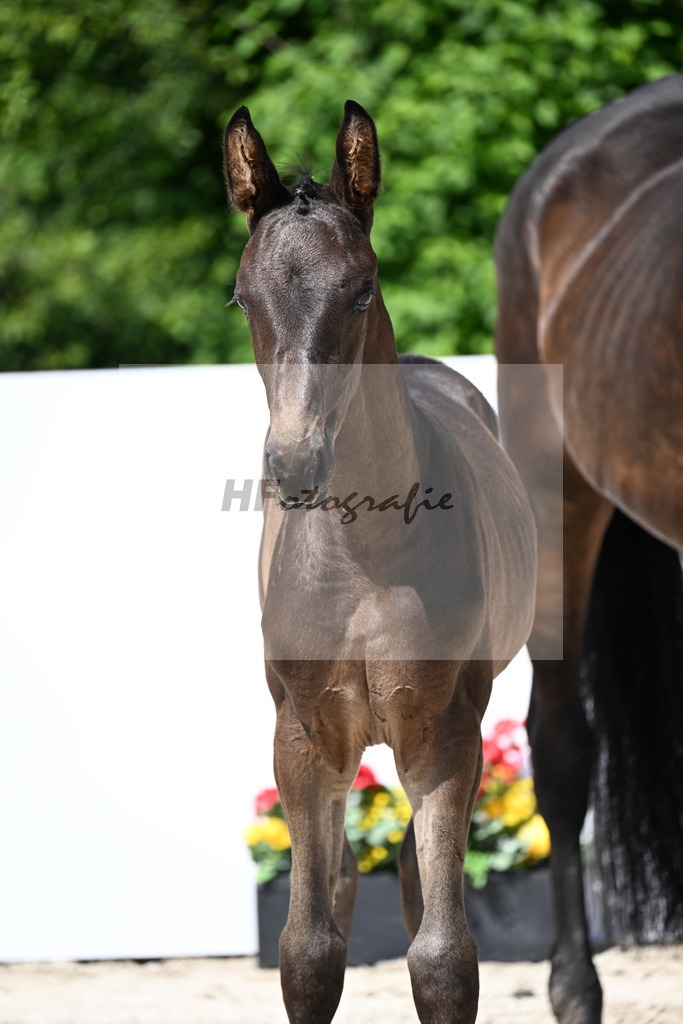 Fuerst Toto x Rubin-Royal_HF_Juerges_13251506 | hf-fotografie - Realizzato con Pictrs.com