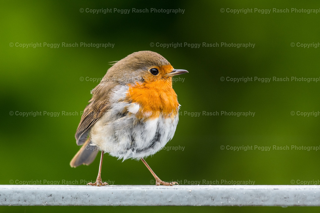 Rotkehlchen3 | Rotkehlchen - Realisiert mit Pictrs.com