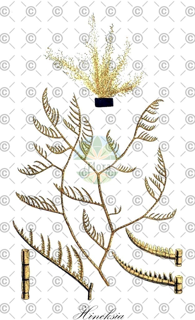 HistAbb_wfo-0000982487_1_ENZY_Simple | Historische Abbildung von Hincksia - Acinetosporaceae (0) | Historical Illustration of Hincksia - Acinetosporaceae (0)