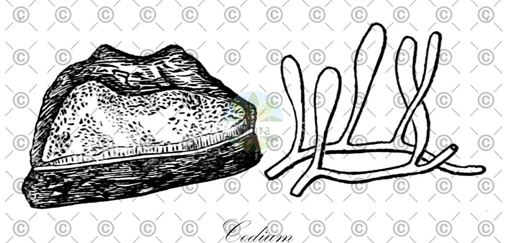 HistAbb_3RRQ_4_ENZY_Simple | Historische Abbildung von Codium - Codiaceae (0) | Historical Illustration of Codium - Codiaceae (0)