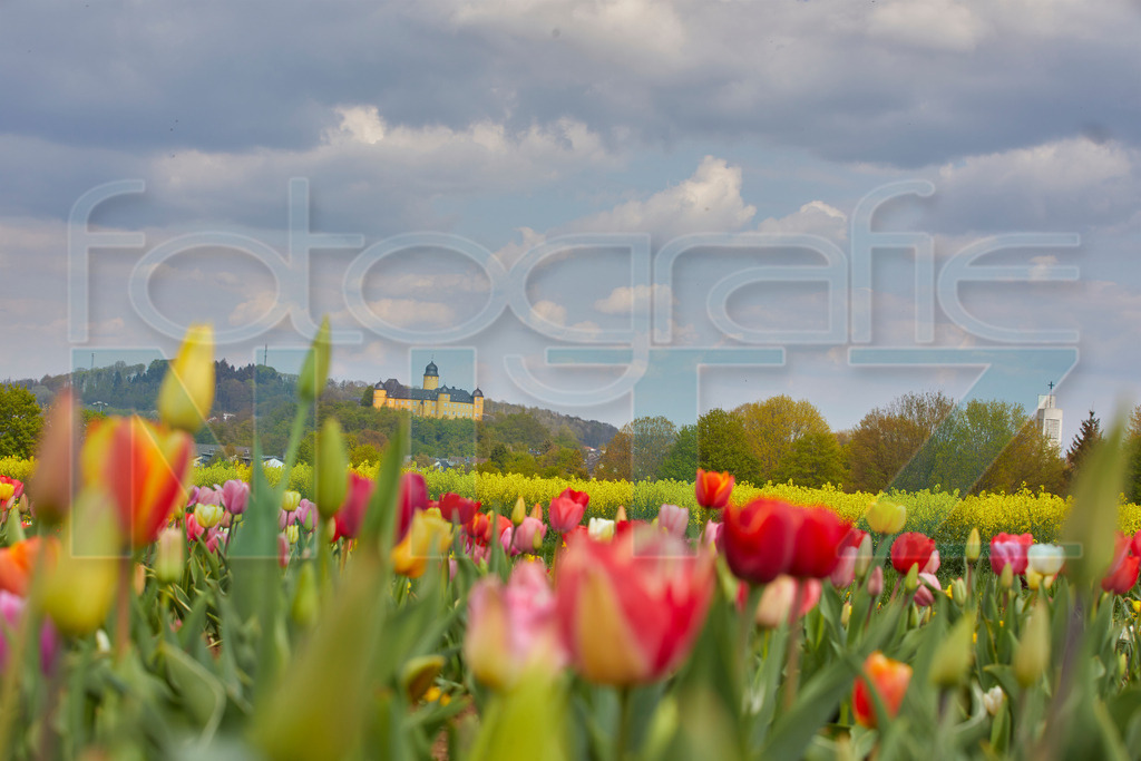 2022-04-27 15-51-34_5D429775 | Nitz Fotografie aus Montabaur bietet Ihnen hier die Möglichkeit Bilder auszusuchen und zu bestellen. 